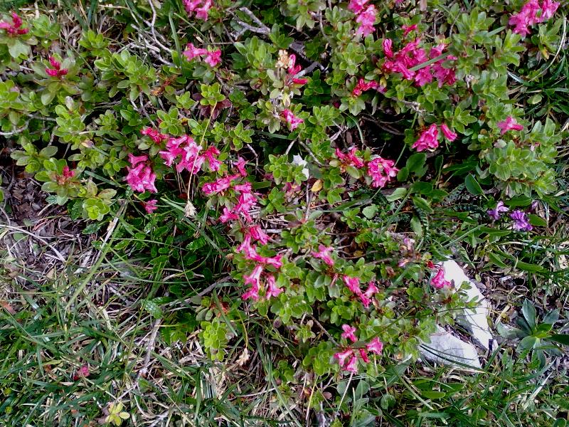 104413-5-fiori.jpg