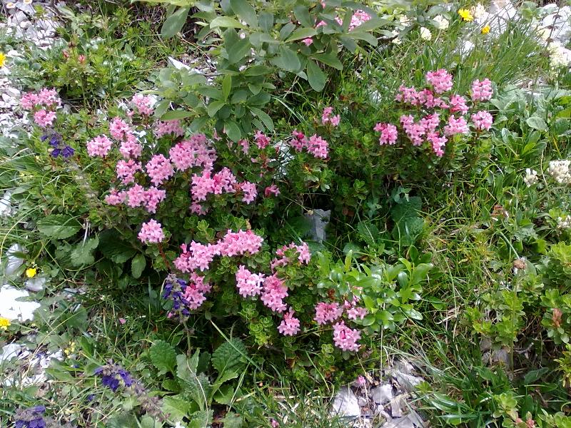 104416-8-fiori.jpg