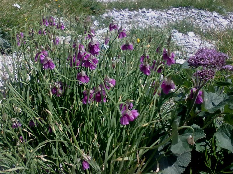 104418-10-aglio-insubrico.jpg