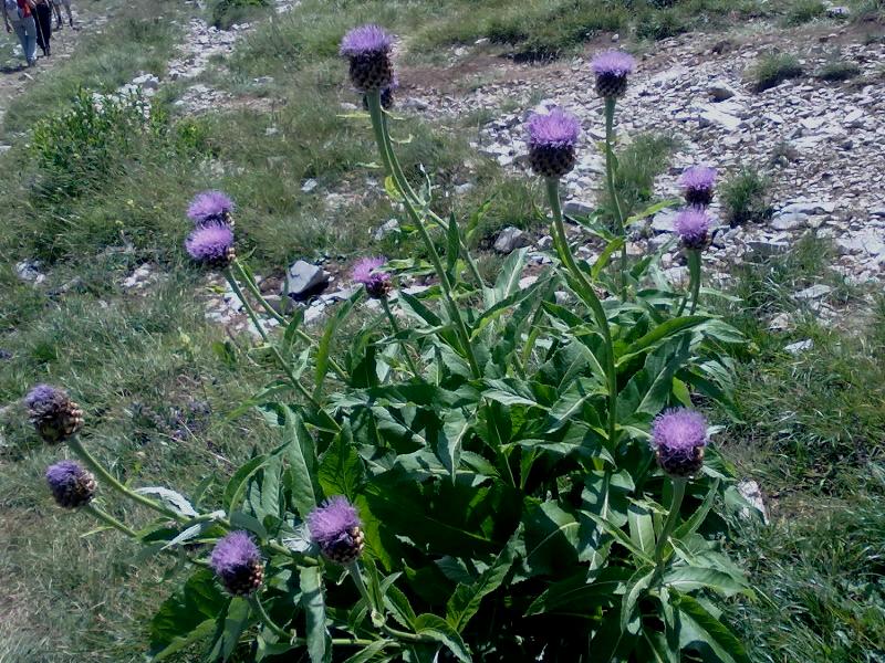 104424-cardo.jpg