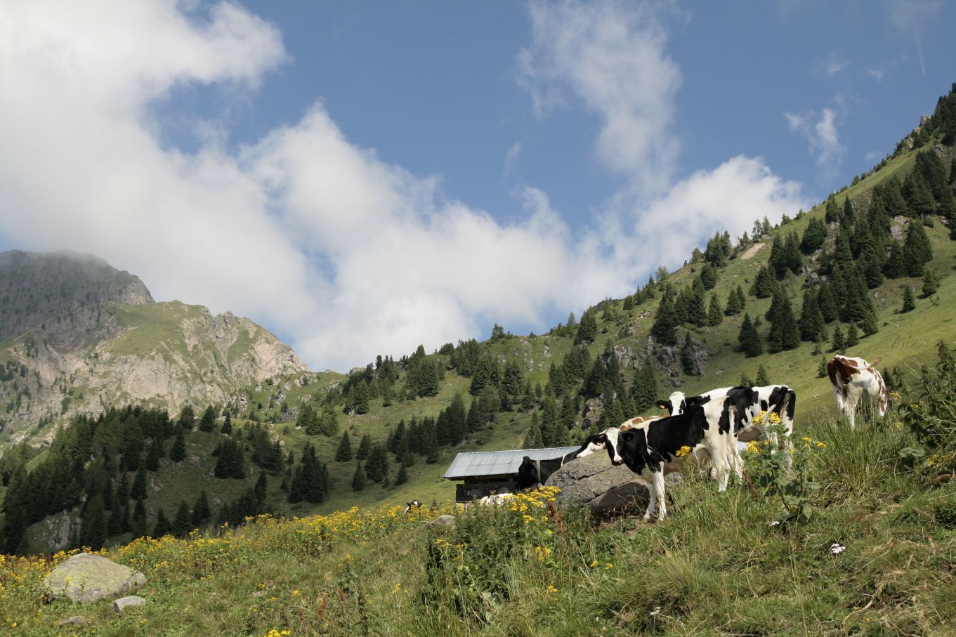 105637-lagorai-16-agosto-2013-17.jpg