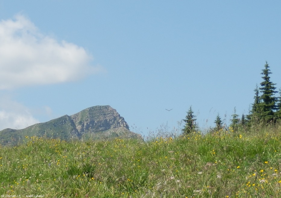 124343-wlfrapace.jpg
