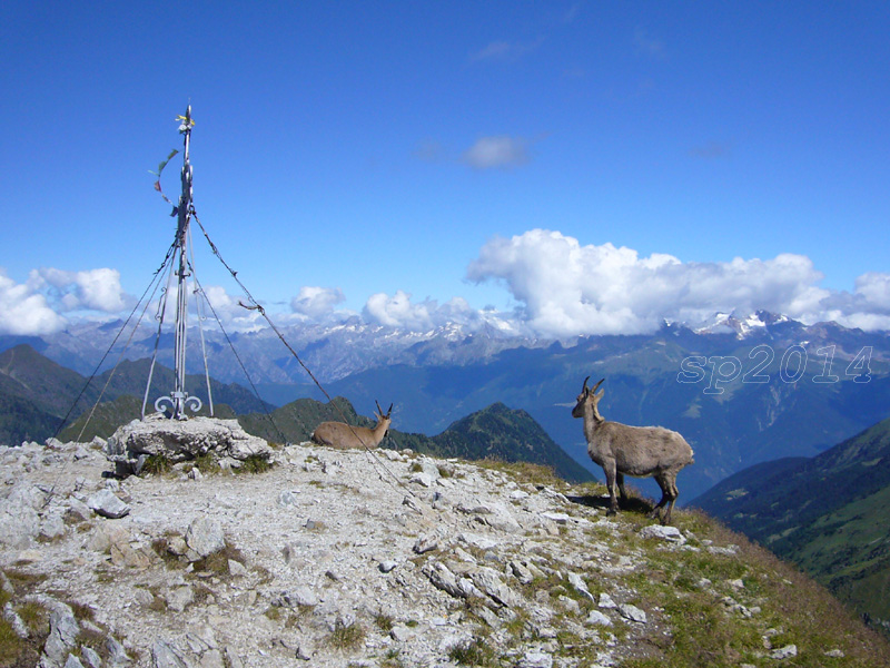 126725-corno-stella.jpg