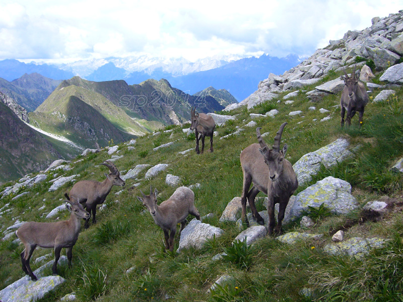 126726-corno-stella-1.jpg