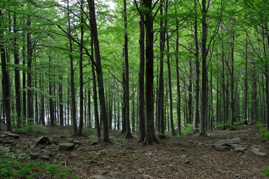 126790-monte-giovo-2-giugno-055-copia.jpg
