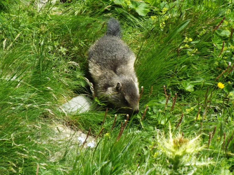 128048-dscf1042-800x600.jpg