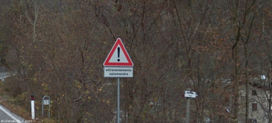132212-salamandre.jpg