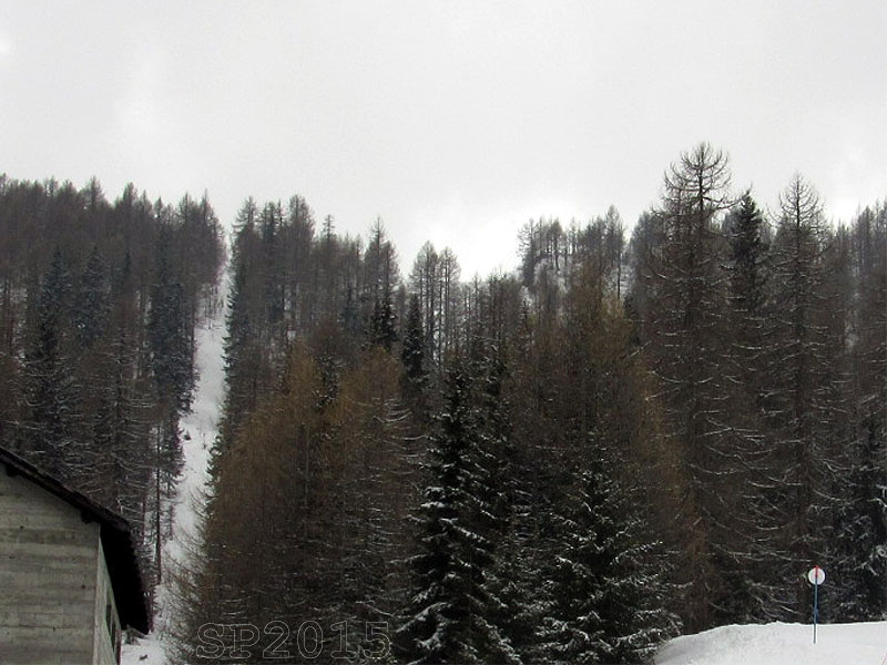 145164-wlf21.jpg