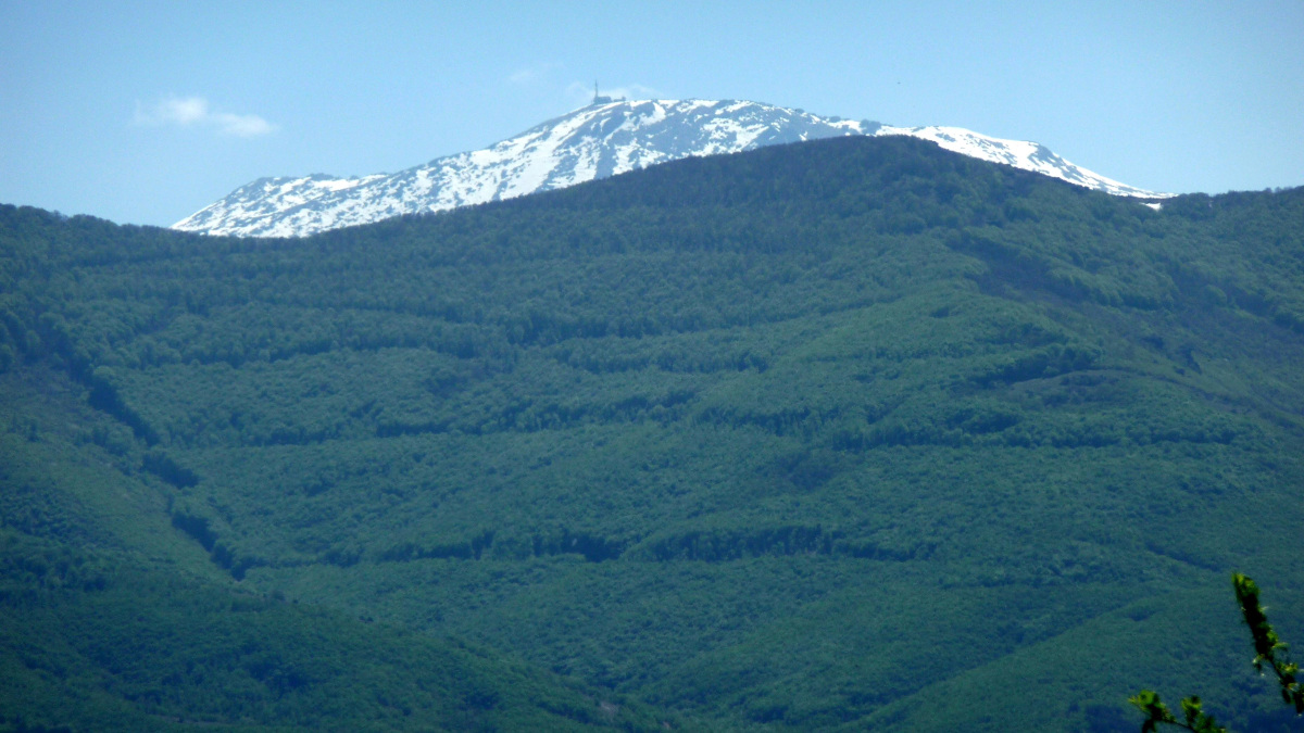 146462-wlfllpllp.jpg