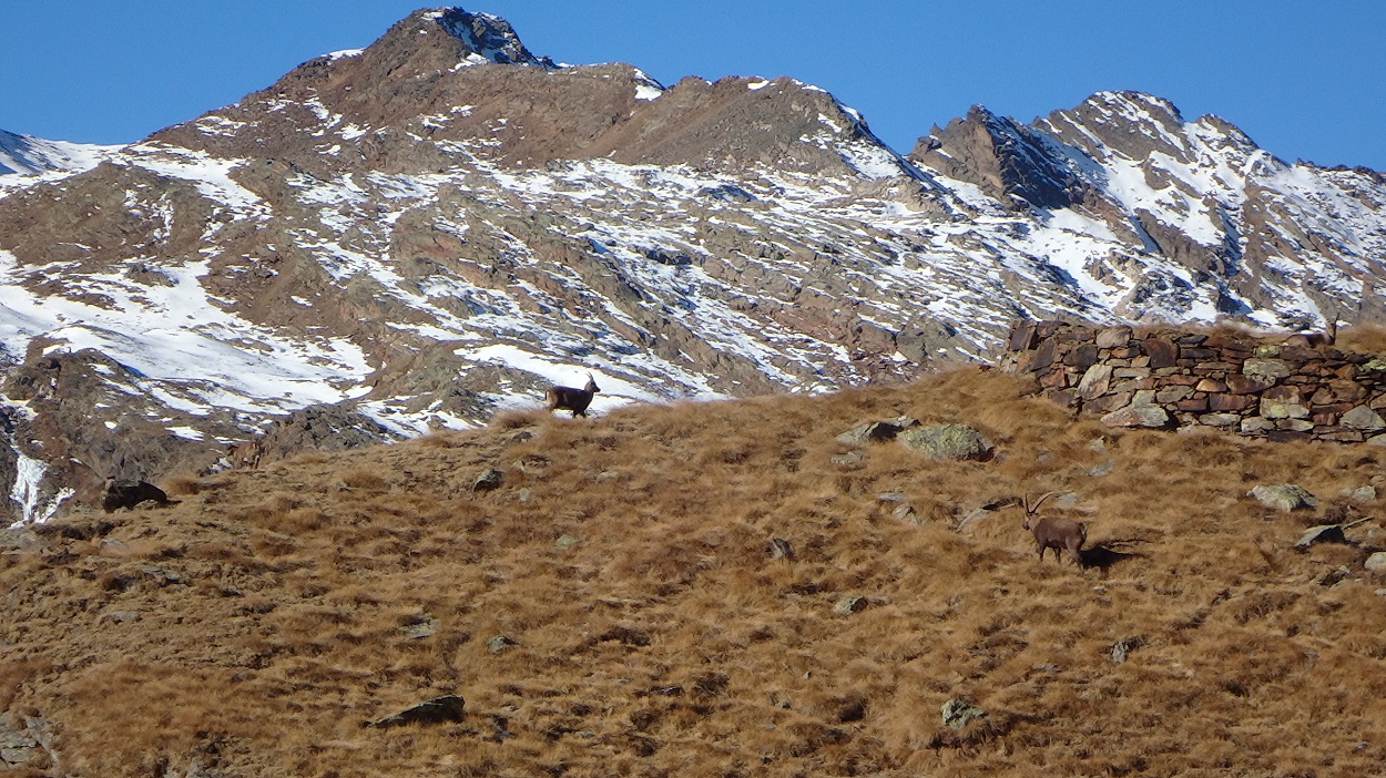 156570-ercavallo-vetta-173-copia.jpg