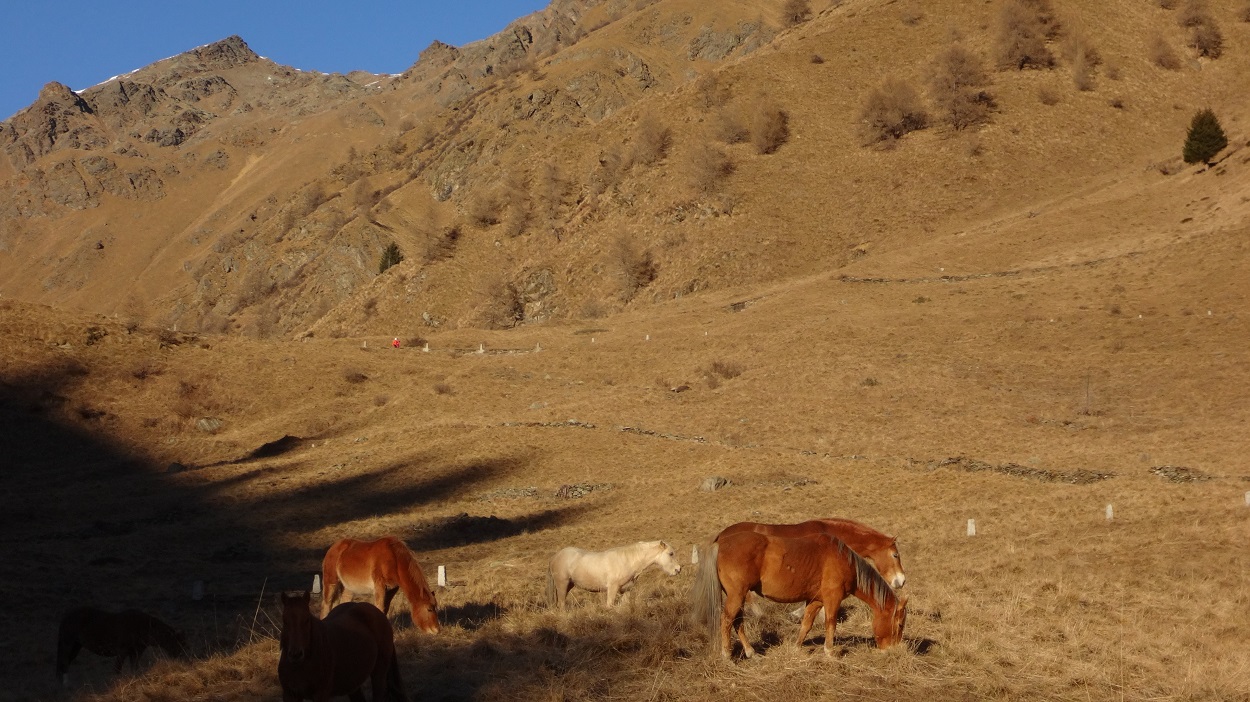 156581-ercavallo-vetta-303-copia.jpg