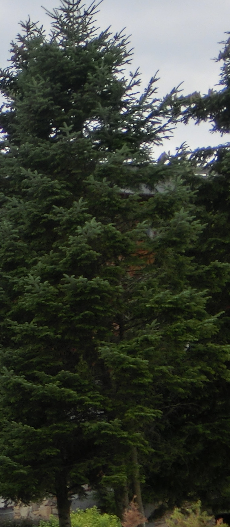 160381-abete1.jpg