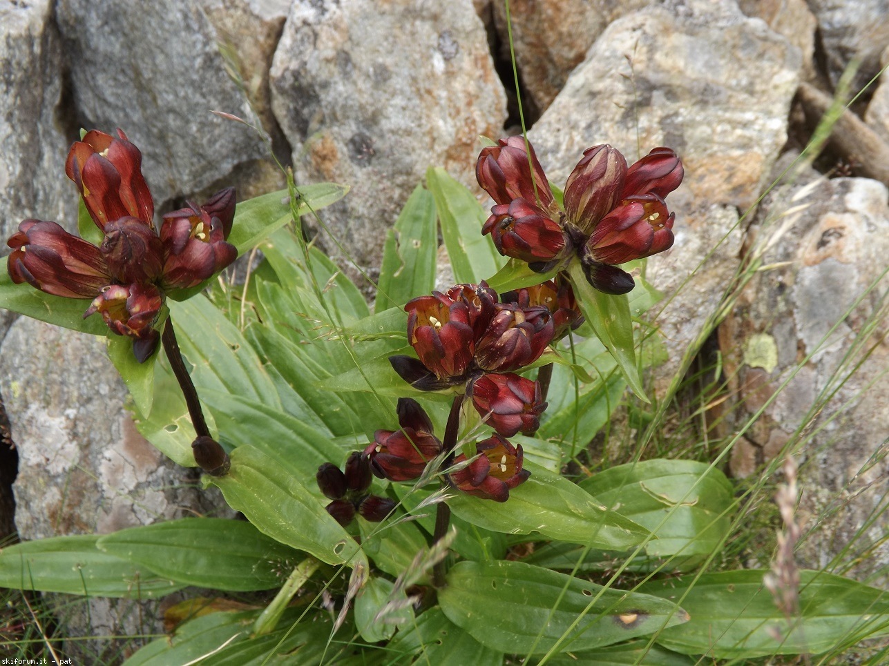 171985-fiori-alpini-rossi.jpg