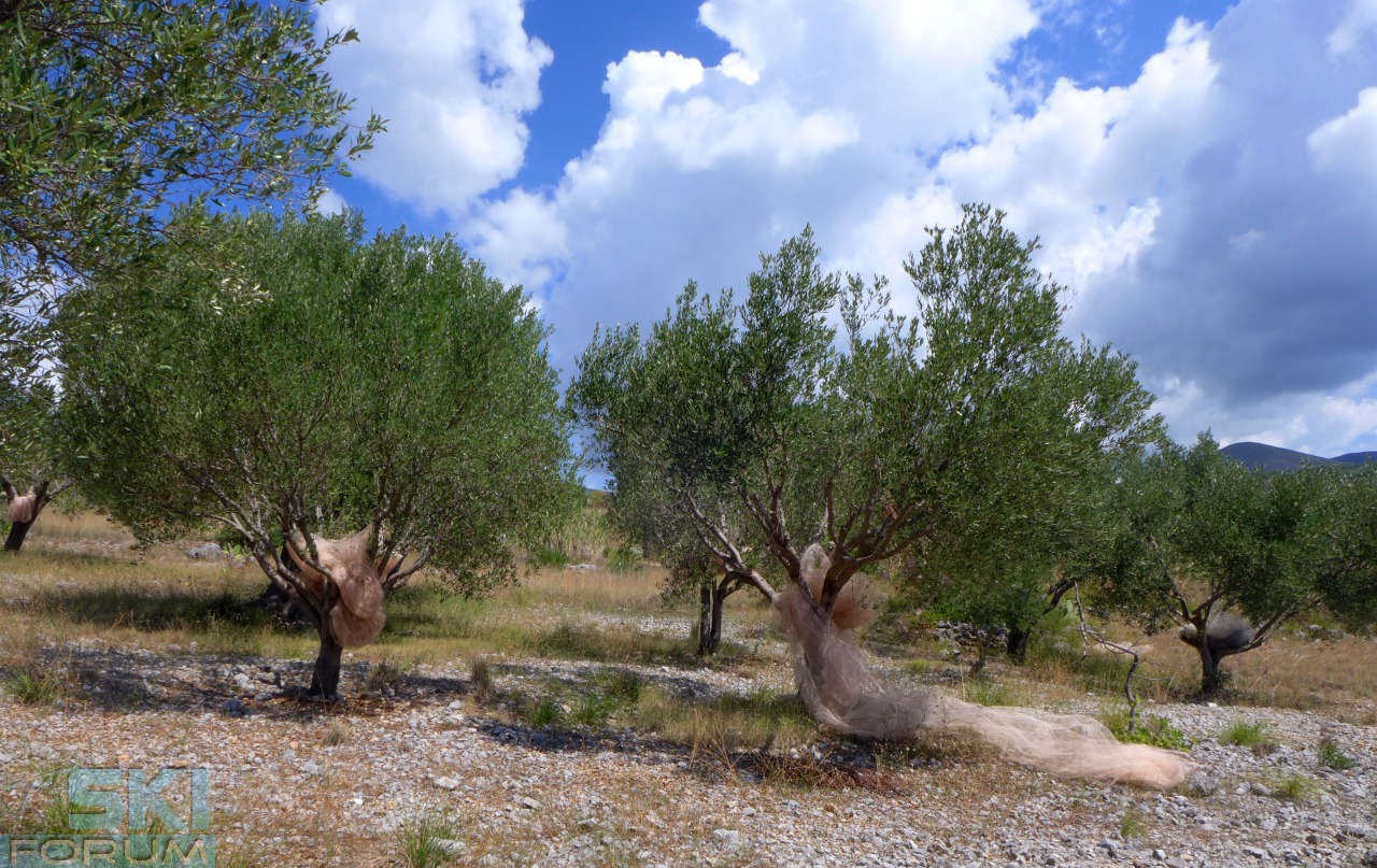 195241-olivi-camerota.jpg