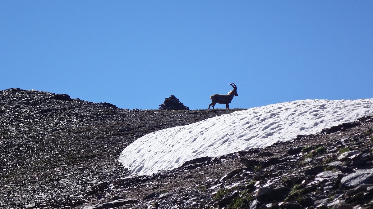 197521-cima-di-solda-passo-zebru-330-copia.jpg