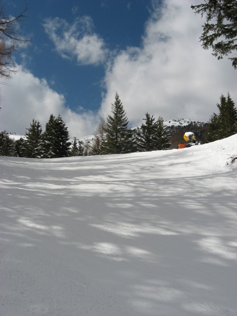 21598-cimoncino3.jpg