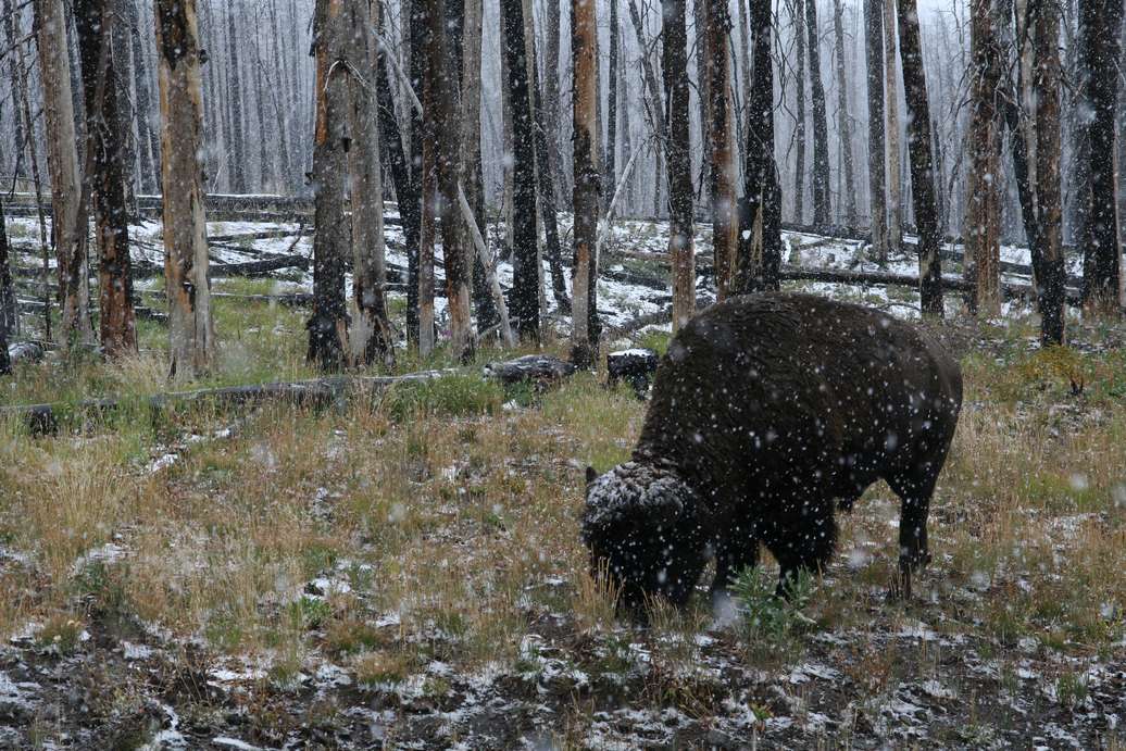 26562-yellowstone2.jpg