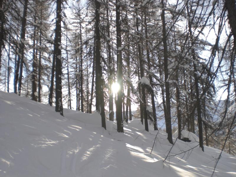 29791-boschetto2.jpg
