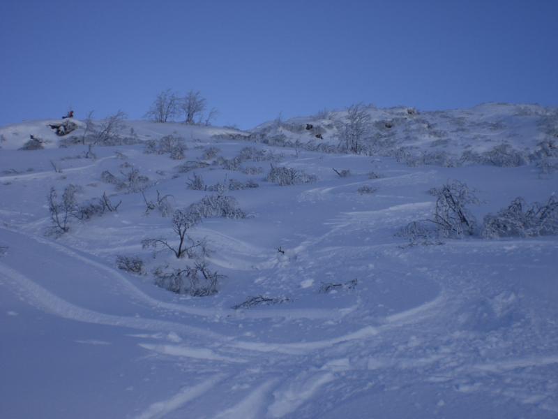 30952-alberelli.jpg