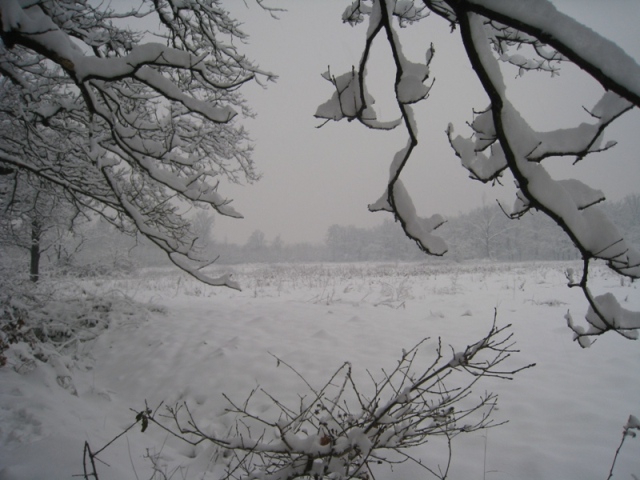 31645-img1461.jpg