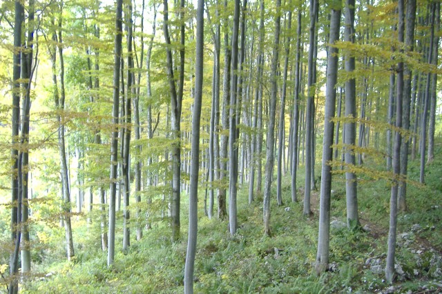 32452-foresta.jpg