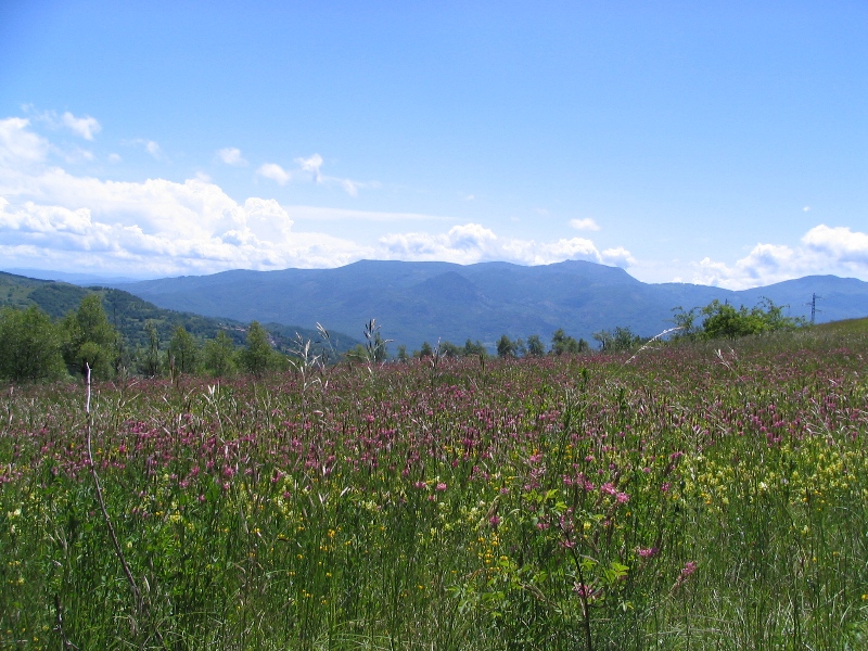 41688-copia-di-bracci-064.jpg