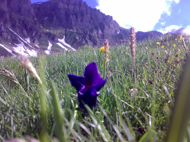 42012-genzianella-ciamporino-09.jpg