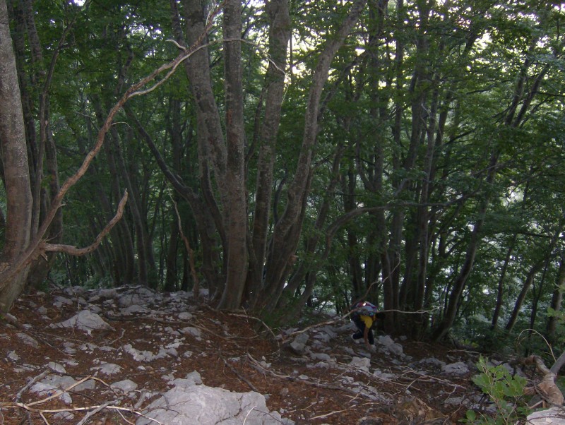43470-il-bosco-al-ritorno.jpg