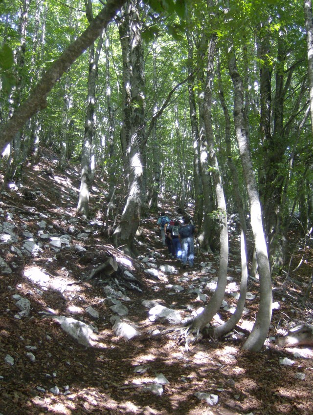 43489-sentiero-nel-bosco.jpg