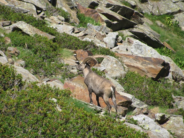 43732-stam.jpg