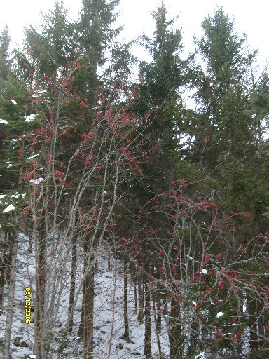 46102-bacche-rosse-in-pineta.jpg