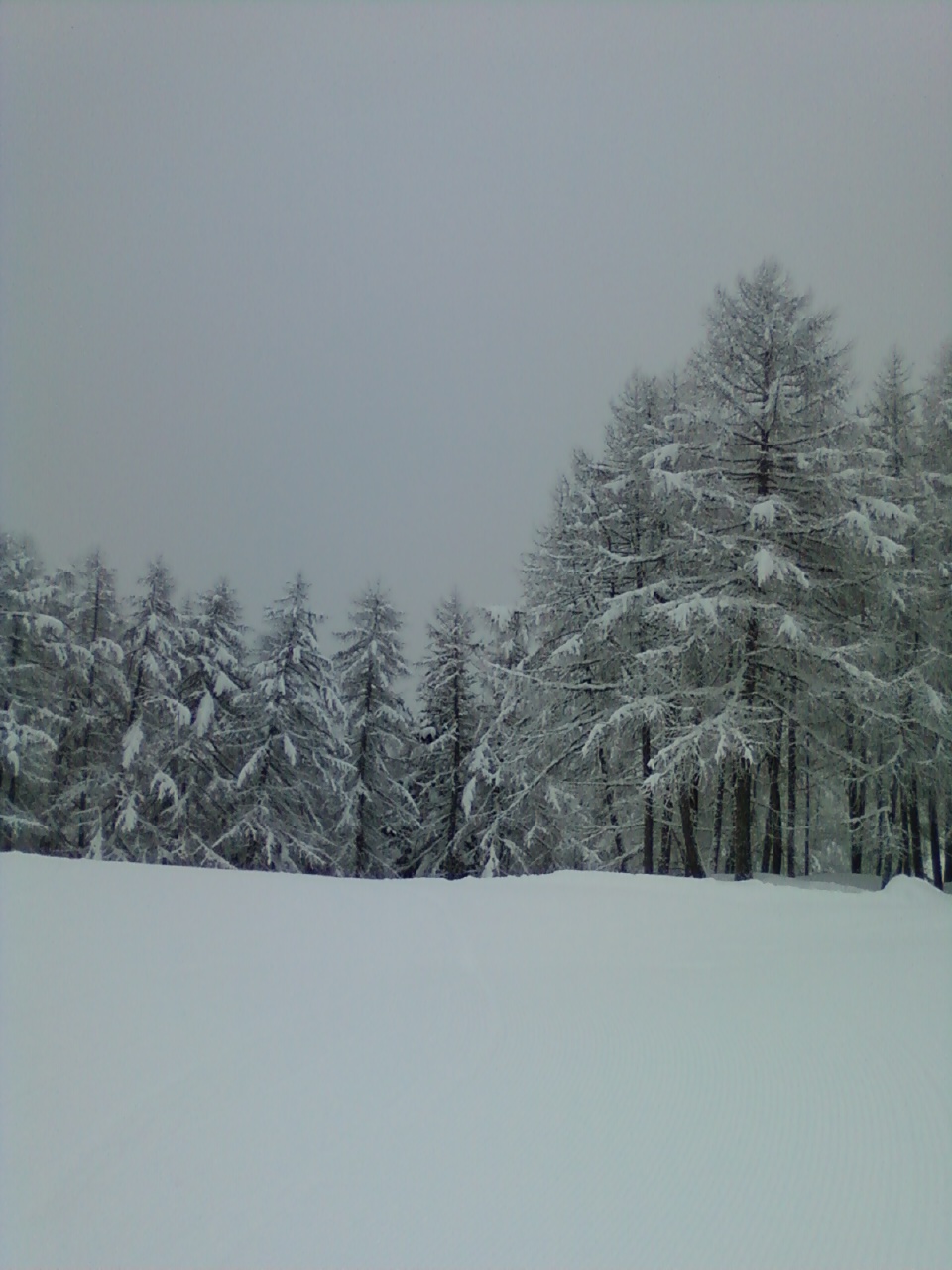 47943-28-cel.jpg