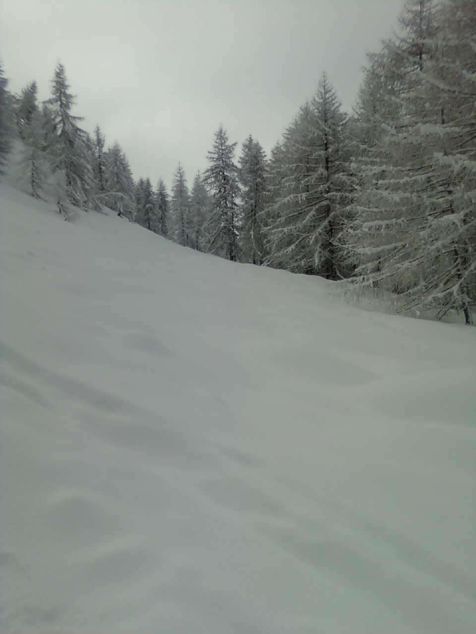 47949-36-cel.jpg