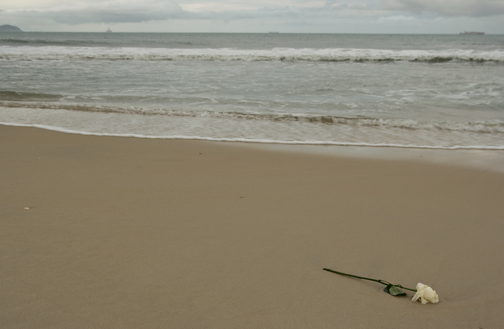 55334-rosa-brasiliana.jpg
