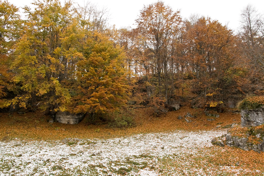 57745-autunno-rosso-bianco.jpg