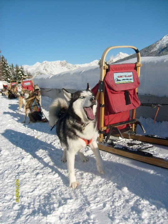 59344-husky-village-bormio-dicembre-2010-006.jpg