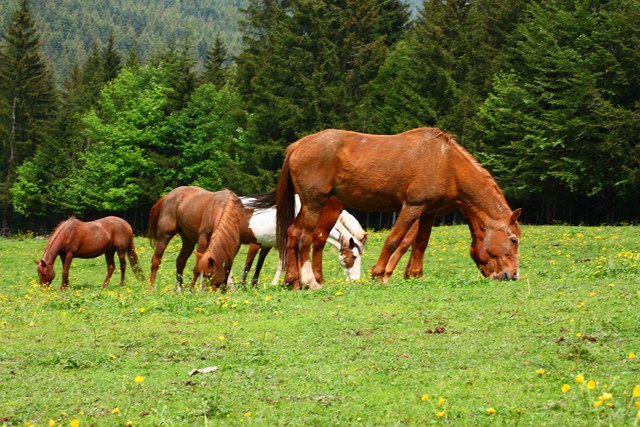 65875-2011-05-21-schilpario-070-640x480.jpg