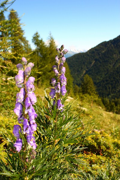 66421-2011-07-22-valgerola-trekking-014-800x600.jpg