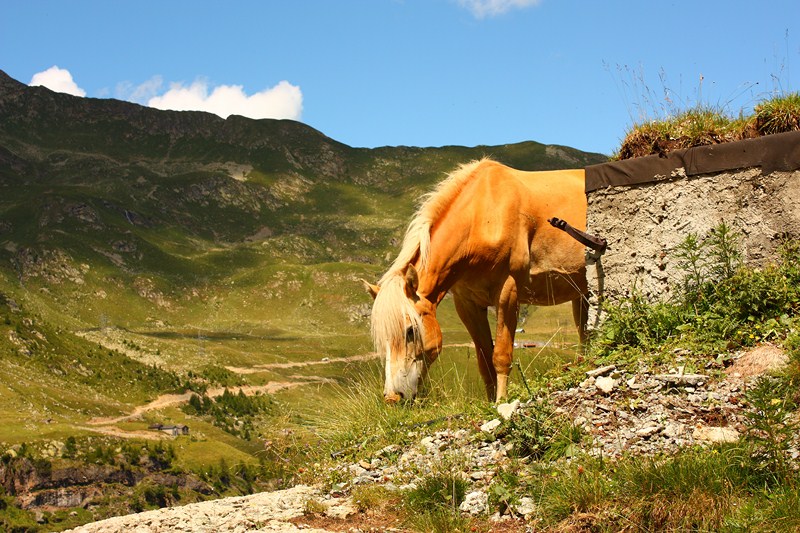 66429-2011-07-22-valgerola-trekking-037-800x600.jpg