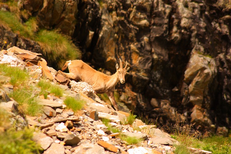 66440-2011-07-22-valgerola-trekking-068-800x600.jpg