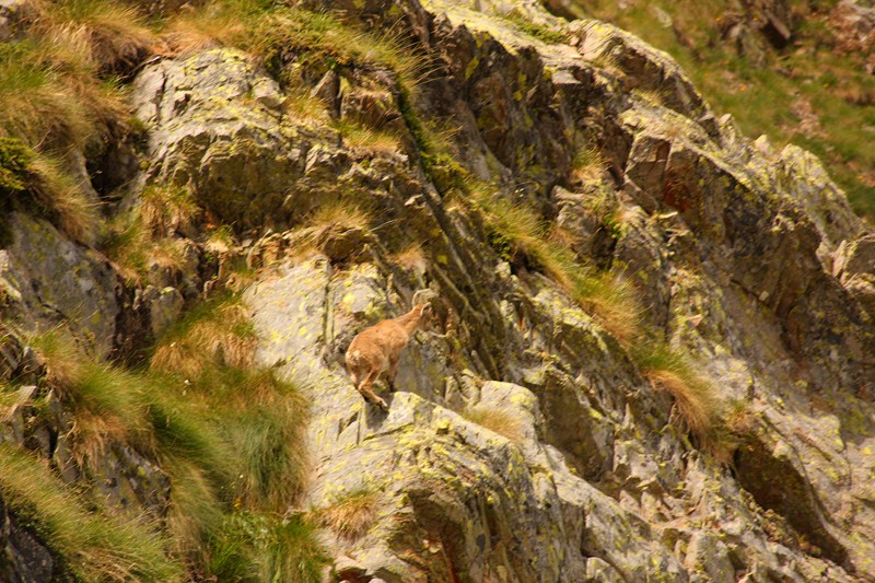 66443-2011-07-22-valgerola-trekking-087-800x600.jpg
