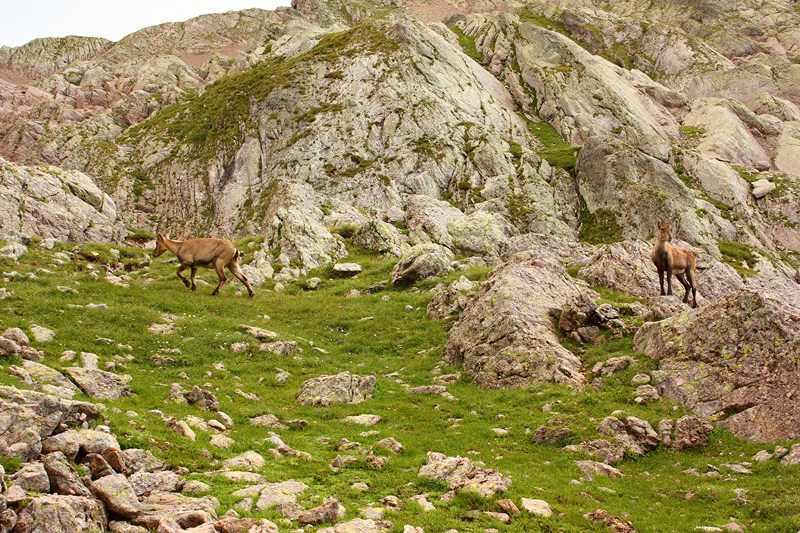 66460-2011-07-22-valgerola-trekking-parte-2-024-800x600.jpg