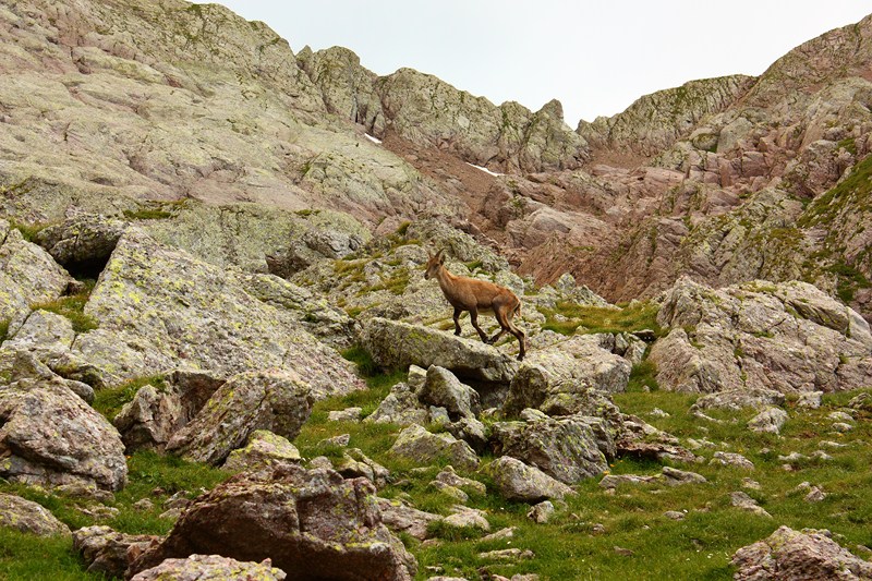 66463-2011-07-22-valgerola-trekking-parte-2-029-800x600.jpg