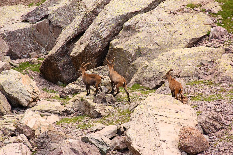 66466-2011-07-22-valgerola-trekking-parte-2-041-800x600.jpg