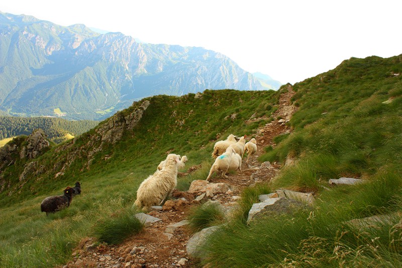 66491-2011-07-22-valgerola-trekking-parte-2-098-800x600.jpg