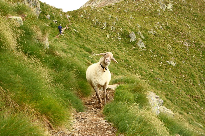 66492-2011-07-22-valgerola-trekking-parte-2-099-800x600.jpg