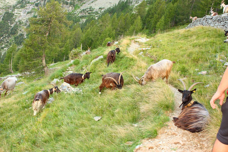 66512-2011-07-22-valgerola-trekking-parte-2-150-800x600.jpg