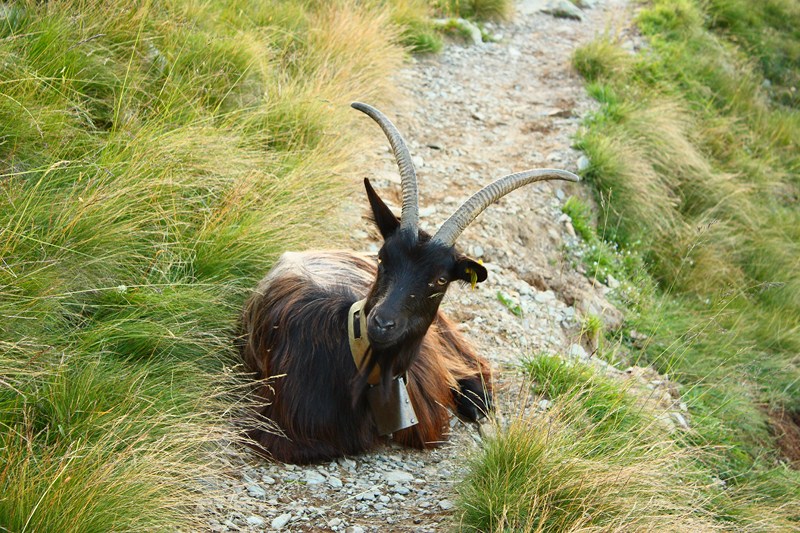 66513-2011-07-22-valgerola-trekking-parte-2-151-800x600.jpg