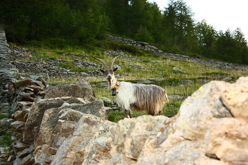 66515-2011-07-22-valgerola-trekking-parte-2-154-800x600.jpg