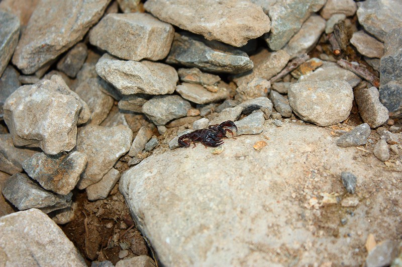 66517-2011-07-22-valgerola-trekking-parte-2-157-800x600.jpg